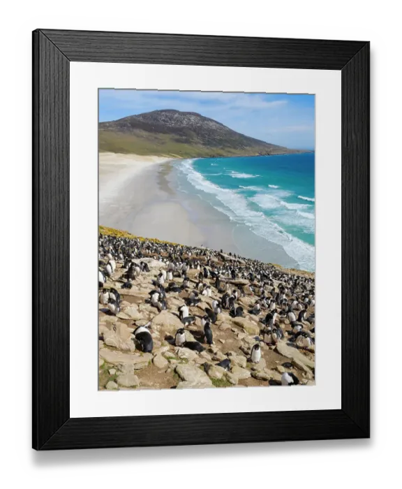 Framed Print : Colony of Rockhopper penguin during spring on Saunders Island, Falkland Islands Framed Print : Colony of Rockhopper penguin during spring on Saunders Island, Falkland Islands
