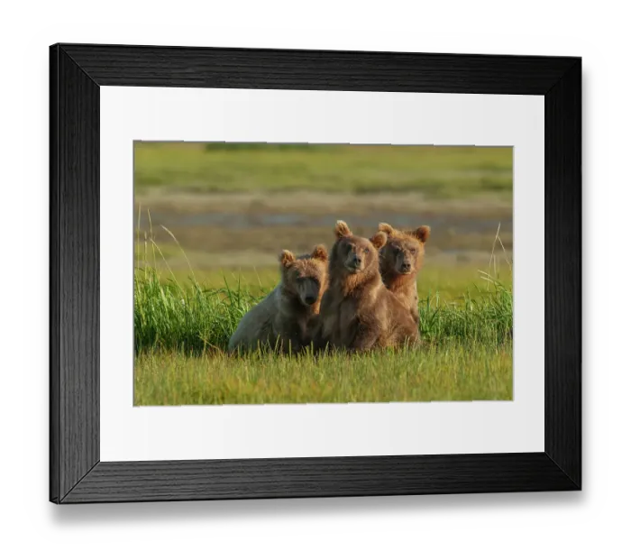 Framed Print : Three subadult brown bears, Katmai National Park, Alaska