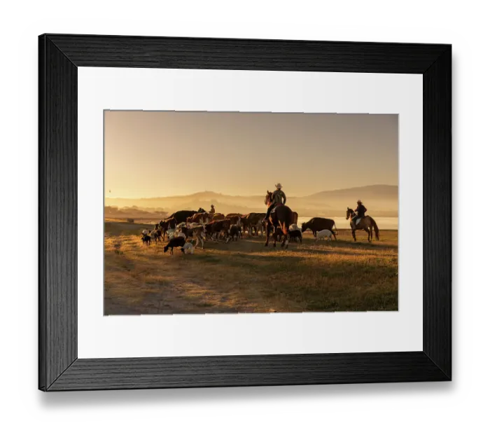 Framed Print : Mexican cowboys driving cattle from horseback. San Miguel de Allende Framed Print : Mexican cowboys driving cattle from horseback. San Miguel de Allende