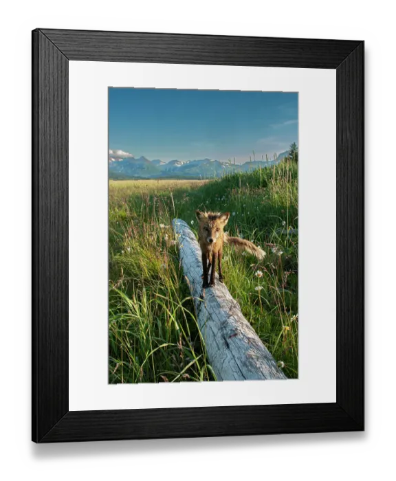 Framed Print : Red fox on log. Katmai National Park, Alaska Framed Print : Red fox on log. Katmai National Park, Alaska