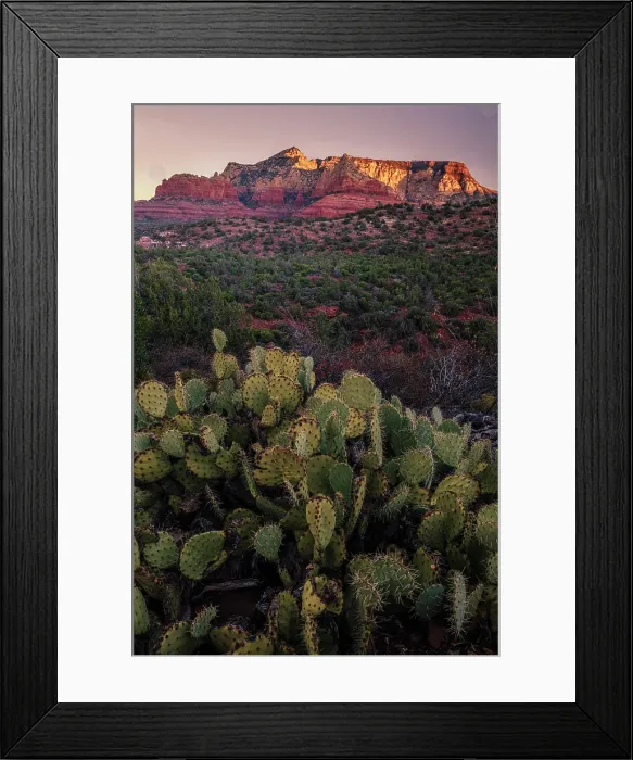 Framed Print : USA, Arizona. Cacti in desert and mountain landscape. ©Jay O'Brien / Jaynes Gallery / DanitaDelimont.com Framed Print : USA, Arizona. Cacti in desert and mountain landscape. ©Jay O'Brien / Jaynes Gallery / DanitaDelimont.com