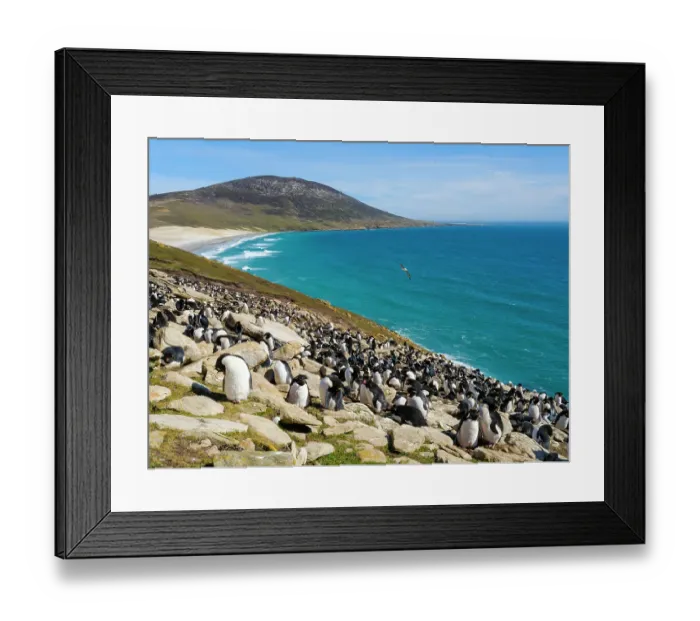 Framed Print : Colony of Rockhopper penguin during spring on Saunders Island, Falkland Islands