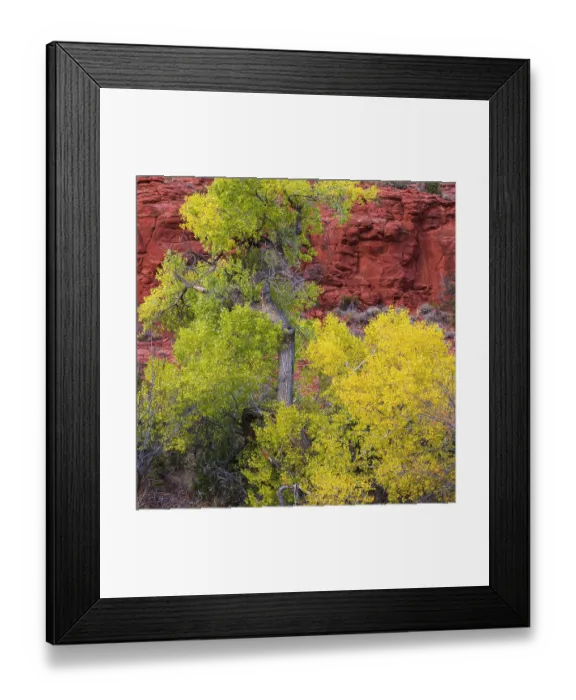Framed Print : USA, Arizona. Cottonwood trees in autumn. ©Jay O'Brien / Jaynes Gallery / DanitaDelimont.com Framed Print : USA, Arizona. Cottonwood trees in autumn. ©Jay O'Brien / Jaynes Gallery / DanitaDelimont.com