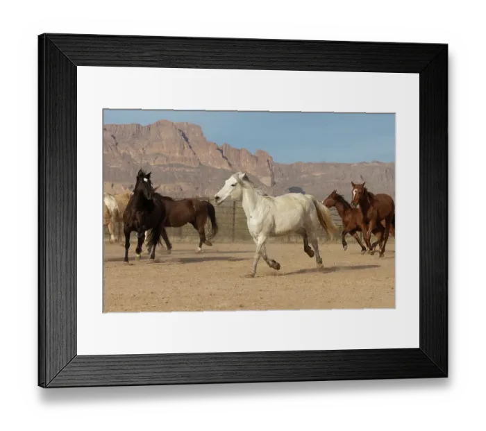 Framed Print : Horses in a corral on a ranch in Arizona Framed Print : Horses in a corral on a ranch in Arizona
