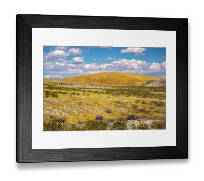 Framed Print : USA, Arizona, Graham County. Landscape with Mexican and California poppies. ©Cathy & Gordon Illg / Jaynes Gallery / DanitaDelimont.com Framed Print : USA, Arizona, Graham County. Landscape with Mexican and California poppies. ©Cathy & Gordon Illg / Jaynes Gallery / DanitaDelimont.com