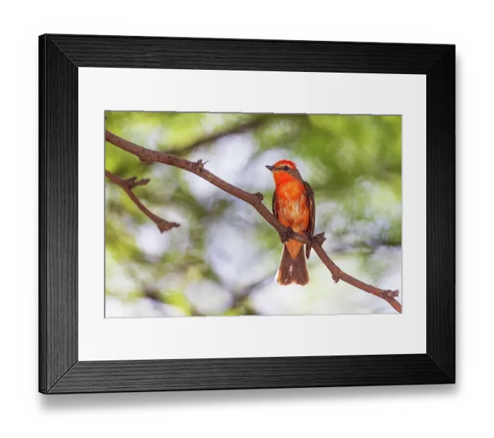 Framed Print : Vermillion flycatcher male, Pima County, Arizona Framed Print : Vermillion flycatcher male, Pima County, Arizona