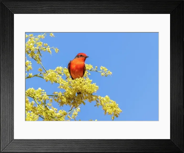 Framed Print : Vermillion flycatcher male in blooming mesquite tree, Pima County, Arizona Framed Print : Vermillion flycatcher male in blooming mesquite tree, Pima County, Arizona