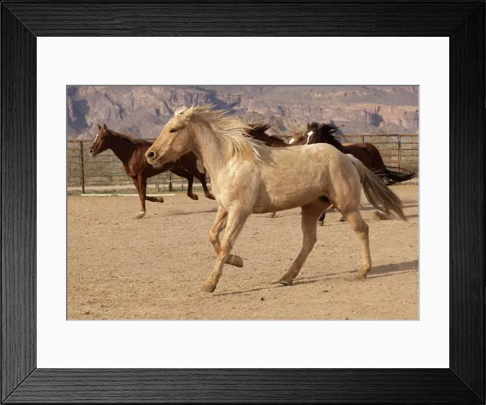 Framed Print : Horses running in a corral in Arizona Framed Print : Horses running in a corral in Arizona