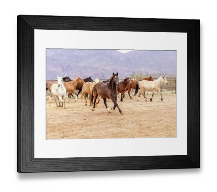 Framed Print : Horses in a corral on a ranch in Arizona Framed Print : Horses in a corral on a ranch in Arizona