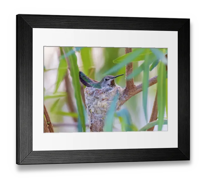 Framed Print : Black-chinned hummingbird female on nest, Pima County, Arizona Framed Print : Black-chinned hummingbird female on nest, Pima County, Arizona