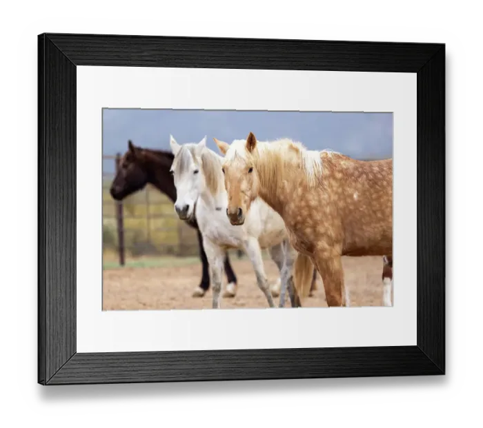 Framed Print : Horses in a corral on a ranch in Arizona