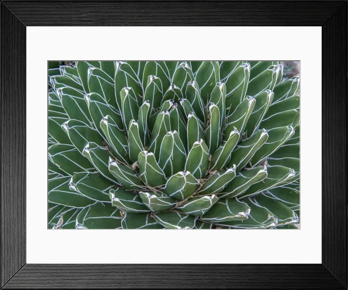 Framed Print : Arizona, Tucson. Tucson Botanical Garden, Queen Victoria Agave Framed Print : Arizona, Tucson. Tucson Botanical Garden, Queen Victoria Agave