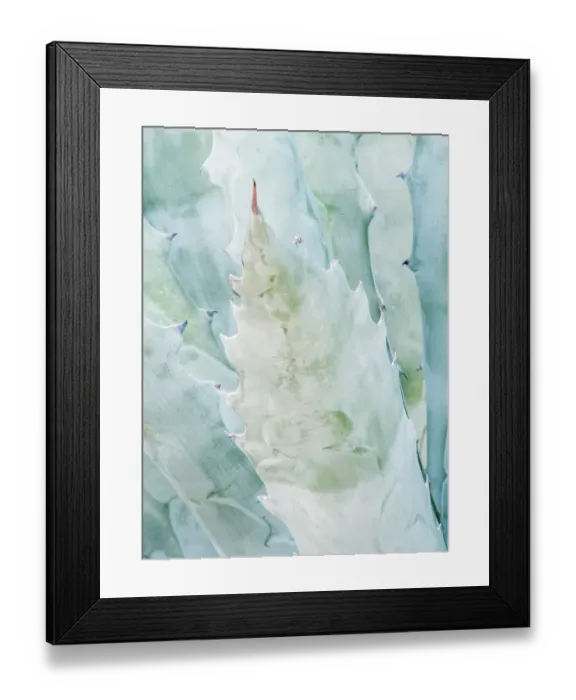 Framed Print : Arizona, Tucson. Tucson Botanical Garden, agave