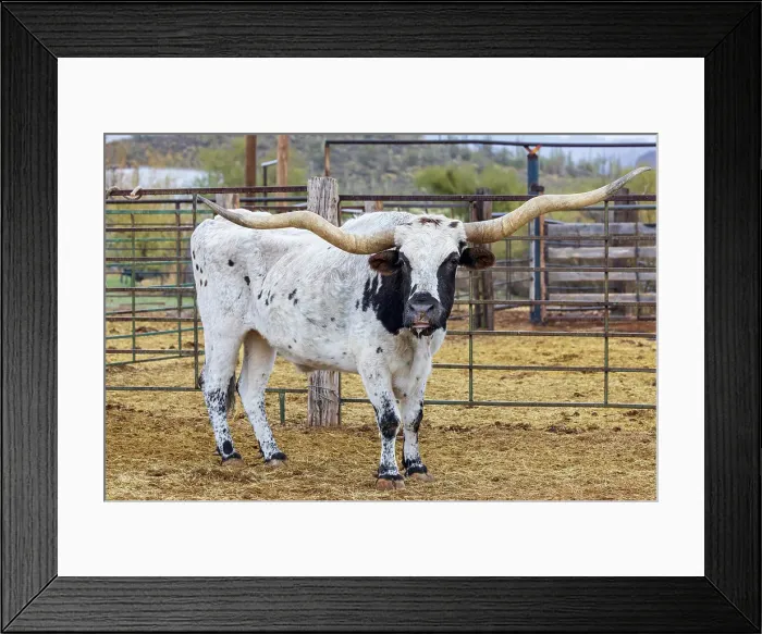 Framed Print : Longhorn bull on a ranch in Arizona, USA Framed Print : Longhorn bull on a ranch in Arizona, USA
