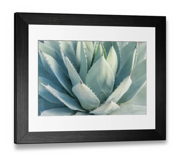 Framed Print : Arizona, Tucson. Tucson Botanical Garden, agave