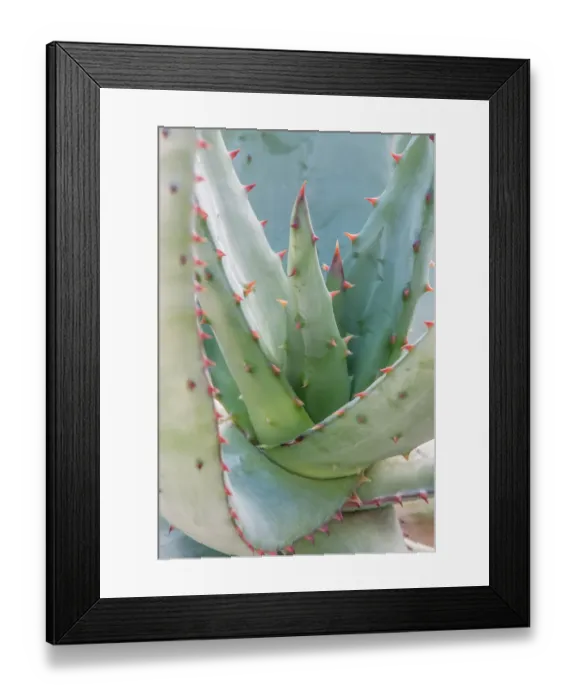 Framed Print : Arizona, Tucson. Tucson Botanical Garden, aloe