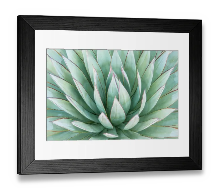 Framed Print : Arizona, Tucson. Tucson Botanical Garden, agave Framed Print : Arizona, Tucson. Tucson Botanical Garden, agave
