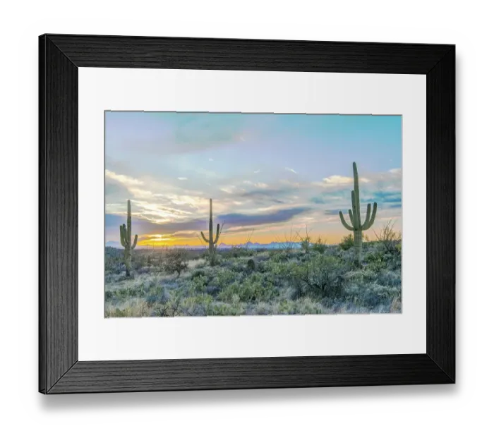 Framed Print : Arizona, Saguaro National Park. Saguaro sunset Framed Print : Arizona, Saguaro National Park. Saguaro sunset
