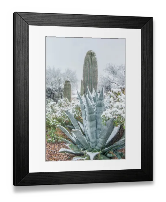 Framed Print : Arizona, Tucson. Snowy cactus garden Framed Print : Arizona, Tucson. Snowy cactus garden
