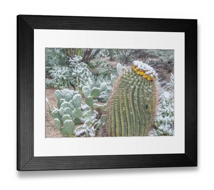 Framed Print : Arizona, Tucson. Snowy cactus garden