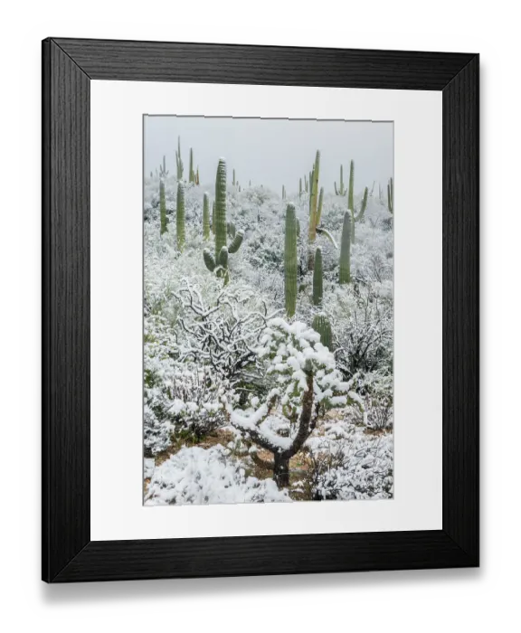 Framed Print : Arizona, Pima County. Sonoran Desert with snow