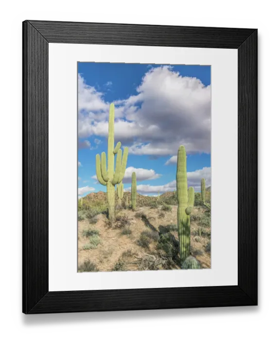 Framed Print : Arizona, Saguaro National Park. Sonoran Desert Framed Print : Arizona, Saguaro National Park. Sonoran Desert