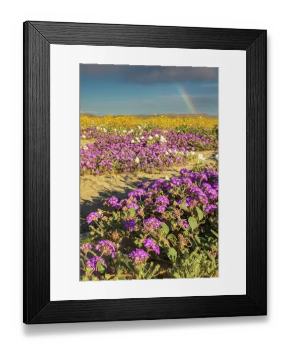 Framed Print : USA, California, Anza Borrego Desert State Park. Blooming desert flowers. ©Cathy & Gordon Illg / Jaynes Gallery / DanitaDelimont.com Framed Print : USA, California, Anza Borrego Desert State Park. Blooming desert flowers. ©Cathy & Gordon Illg / Jaynes Gallery / DanitaDelimont.com