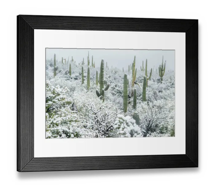 Framed Print : Arizona, Pima County. Sonoran Desert with snow