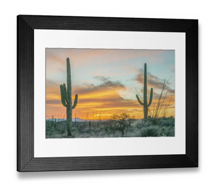 Framed Print : Arizona, Saguaro National Park. Saguaro sunset