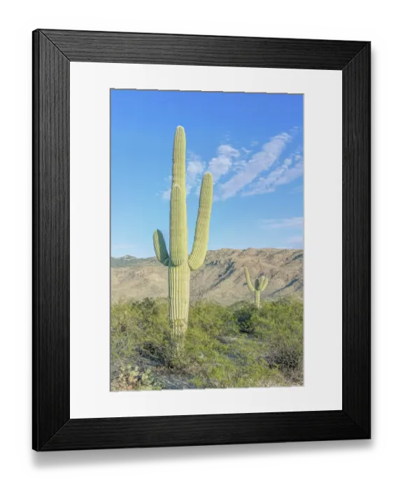 Framed Print : Arizona, Saguaro National Park. Sonoran Desert