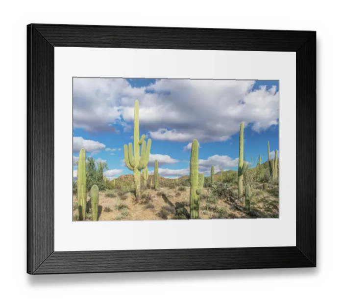 Framed Print : Arizona, Saguaro National Park. Sonoran Desert Framed Print : Arizona, Saguaro National Park. Sonoran Desert