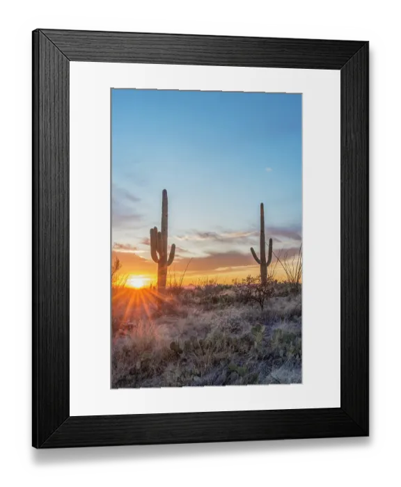 Framed Print : Arizona, Saguaro National Park. Saguaro sunset Framed Print : Arizona, Saguaro National Park. Saguaro sunset
