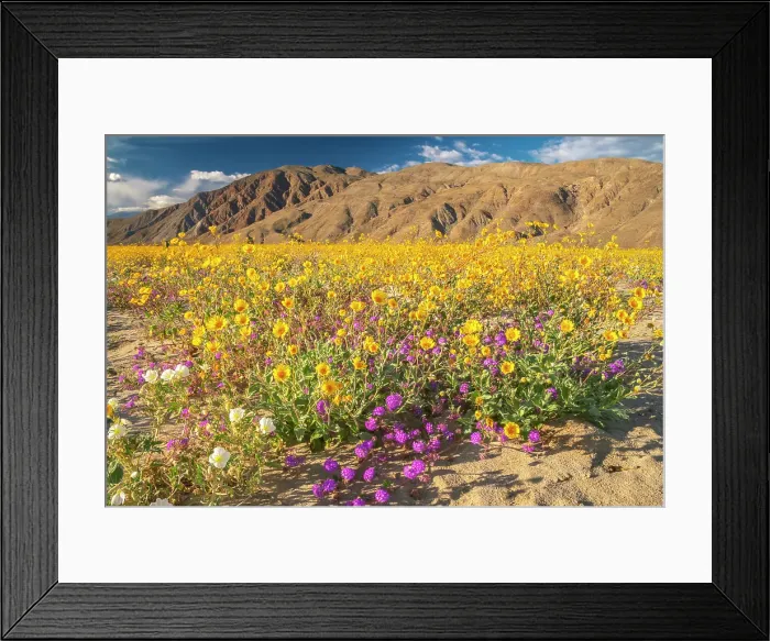 Framed Print : USA, California, Anza Borrego Desert State Park. Blooming desert flowers. ©Cathy & Gordon Illg  /  Jaynes Gallery  /  DanitaDelimont.com