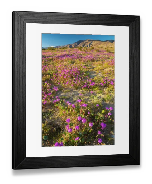 Framed Print : USA, California, Anza Borrego Desert State Park. Blooming verbena flowers. ©Cathy & Gordon Illg  /  Jaynes Gallery  /  DanitaDelimont.com