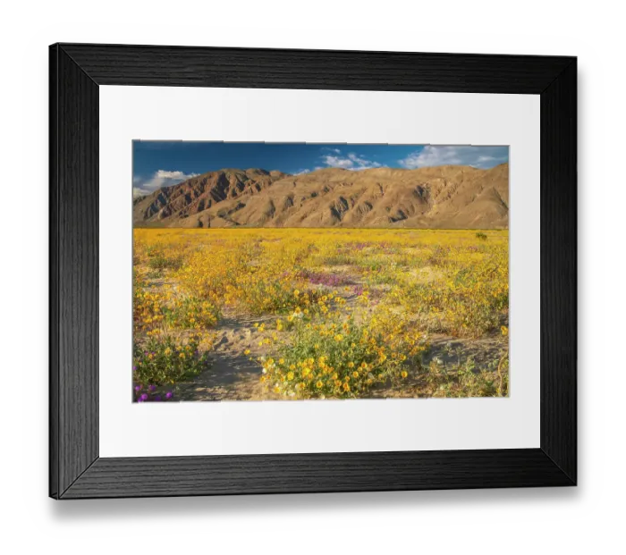 Framed Print : USA, California, Anza Borrego Desert State Park. Blooming verbena and goldfields flowers. ©Cathy & Gordon Illg / Jaynes Gallery / DanitaDelimont.com Framed Print : USA, California, Anza Borrego Desert State Park. Blooming verbena and goldfields flowers. ©Cathy & Gordon Illg / Jaynes Gallery / DanitaDelimont.com