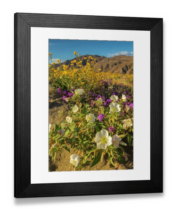 Framed Print : USA, California, Anza Borrego Desert State Park. Blooming desert flowers. ©Cathy & Gordon Illg / Jaynes Gallery / DanitaDelimont.com Framed Print : USA, California, Anza Borrego Desert State Park. Blooming desert flowers. ©Cathy & Gordon Illg / Jaynes Gallery / DanitaDelimont.com