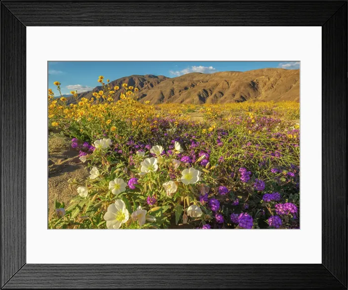 Framed Print : USA, California, Anza Borrego Desert State Park. Blooming desert flowers. ©Cathy & Gordon Illg  /  Jaynes Gallery  /  DanitaDelimont.com