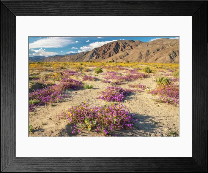 Framed Print : USA, California, Anza Borrego Desert State Park. Blooming verbena and goldfields flowers. ©Cathy & Gordon Illg  /  Jaynes Gallery  /  DanitaDelimont.com