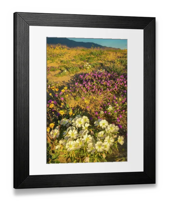 Framed Print : USA, California, Anza Borrego Desert State Park. Blooming desert flowers. ©Cathy & Gordon Illg  /  Jaynes Gallery  /  DanitaDelimont.com