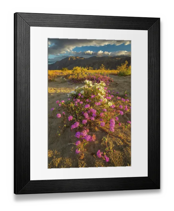 Framed Print : USA, California, Anza Borrego Desert State Park. Blooming desert flowers. ©Cathy & Gordon Illg  /  Jaynes Gallery  /  DanitaDelimont.com
