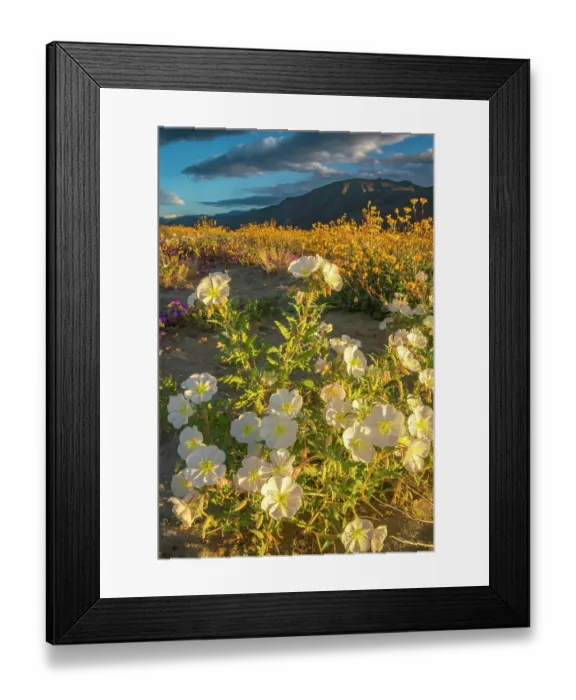 Framed Print : USA, California, Anza Borrego Desert State Park. Blooming desert flowers. ©Cathy & Gordon Illg / Jaynes Gallery / DanitaDelimont.com Framed Print : USA, California, Anza Borrego Desert State Park. Blooming desert flowers. ©Cathy & Gordon Illg / Jaynes Gallery / DanitaDelimont.com