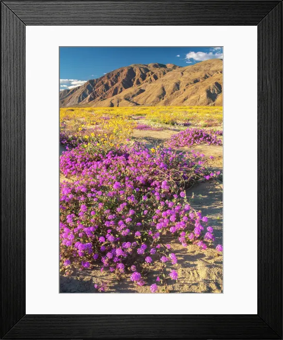Framed Print : USA, California, Anza Borrego Desert State Park. Blooming verbena and goldfields flowers. ©Cathy & Gordon Illg  /  Jaynes Gallery  /  DanitaDelimont.com