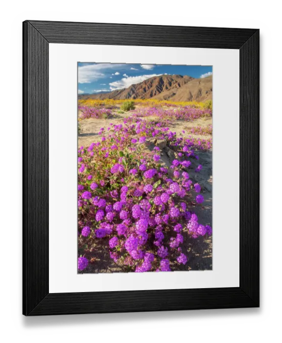 Framed Print : USA, California, Anza Borrego Desert State Park. Blooming verbena and goldfields flowers. ©Cathy & Gordon Illg  /  Jaynes Gallery  /  DanitaDelimont.com