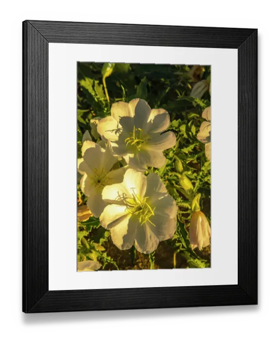 Framed Print : USA, California, Anza Borrego Desert State Park. Blooming evening primrose flowers. ©Cathy & Gordon Illg / Jaynes Gallery / DanitaDelimont.com Framed Print : USA, California, Anza Borrego Desert State Park. Blooming evening primrose flowers. ©Cathy & Gordon Illg / Jaynes Gallery / DanitaDelimont.com