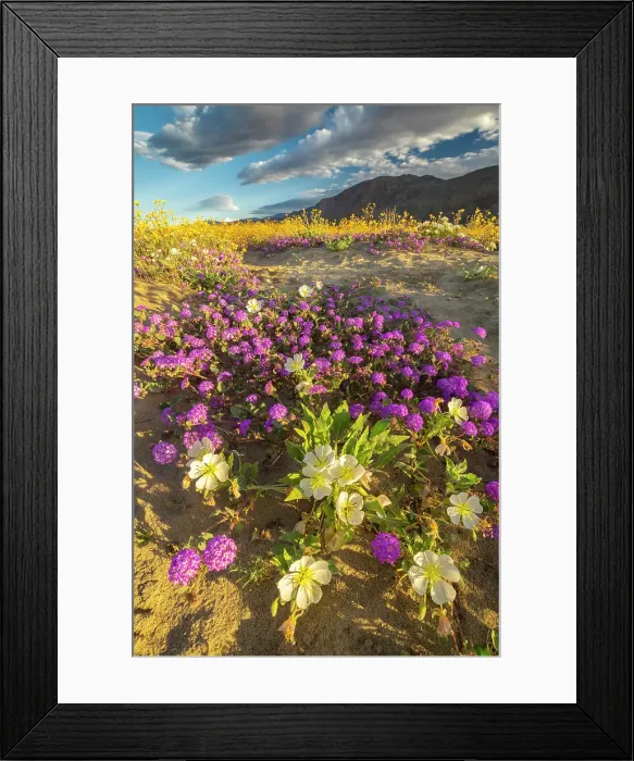 Framed Print : USA, California, Anza Borrego Desert State Park. Blooming desert flowers. ©Cathy & Gordon Illg  /  Jaynes Gallery  /  DanitaDelimont.com