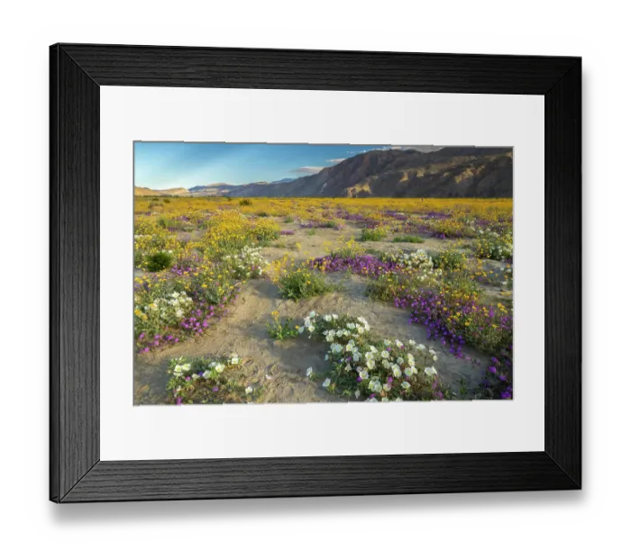 Framed Print : USA, California, Anza Borrego Desert State Park. Blooming desert flowers. ©Cathy & Gordon Illg / Jaynes Gallery / DanitaDelimont.com Framed Print : USA, California, Anza Borrego Desert State Park. Blooming desert flowers. ©Cathy & Gordon Illg / Jaynes Gallery / DanitaDelimont.com