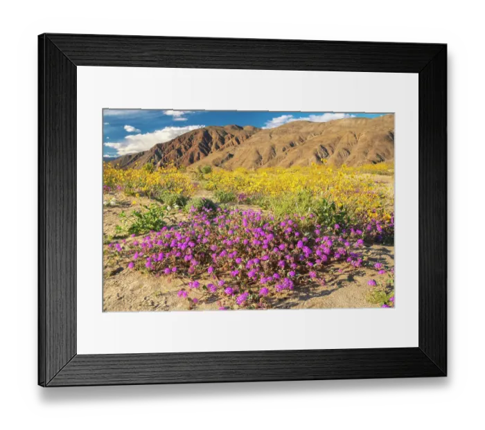 Framed Print : USA, California, Anza Borrego Desert State Park. Blooming verbena and goldfields flowers. ©Cathy & Gordon Illg / Jaynes Gallery / DanitaDelimont.com Framed Print : USA, California, Anza Borrego Desert State Park. Blooming verbena and goldfields flowers. ©Cathy & Gordon Illg / Jaynes Gallery / DanitaDelimont.com