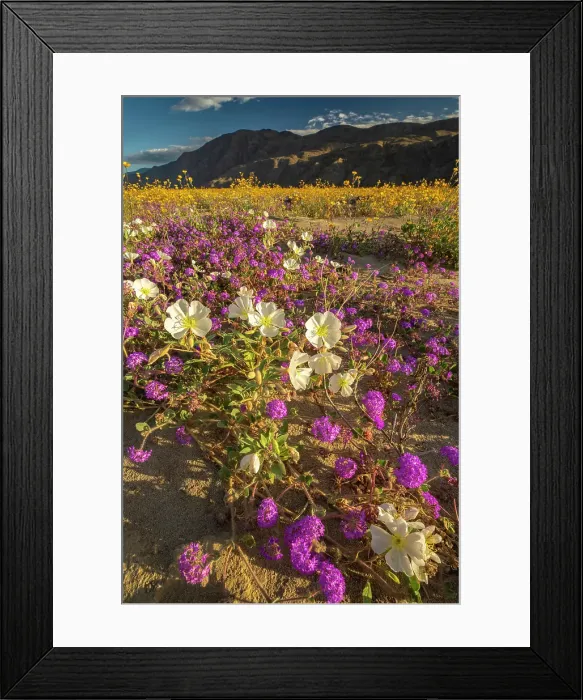 Framed Print : USA, California, Anza Borrego Desert State Park. Blooming desert flowers. ©Cathy & Gordon Illg  /  Jaynes Gallery  /  DanitaDelimont.com