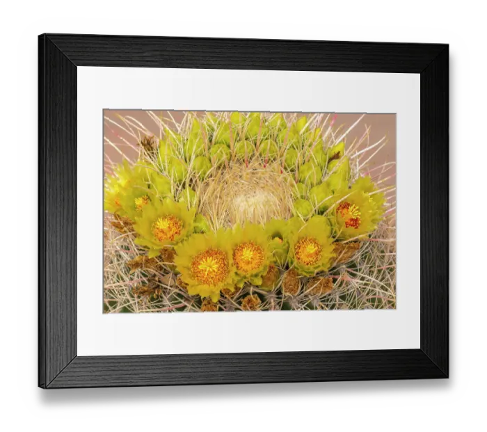 Framed Print : USA, California, Anza Borrego Desert State Park. Barrel cactus blossoms close-up. ©Cathy & Gordon Illg / Jaynes Gallery / DanitaDelimont.com Framed Print : USA, California, Anza Borrego Desert State Park. Barrel cactus blossoms close-up. ©Cathy & Gordon Illg / Jaynes Gallery / DanitaDelimont.com