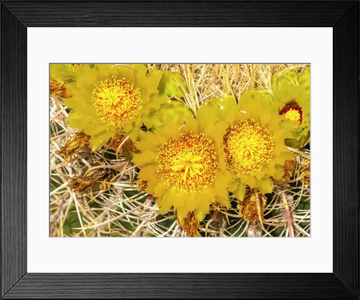 Framed Print : USA, California, Anza Borrego Desert State Park. Barrel cactus blossoms close-up. ©Cathy & Gordon Illg  /  Jaynes Gallery  /  DanitaDelimont.com